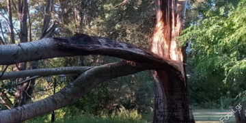 Καστοριά: Πτώση θεόρατων κλαδιών στη Λεωφόρο των Κύκνων (φωτογραφίες – βίντεο)