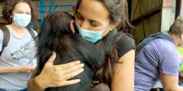 Το πιο φιλόδοξο σχέδιο στον κόσμο:  Οι Χιμπατζήδες του Κονγκό που διέσωσε η Τζέιν Γκούντολ