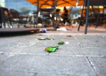 Αναβάλλεται το ΑΕΚ – Ντίναμο Ζάγκρεμπ μετά τη δολοφονία του 22χρονου οπαδού της Ένωσης