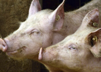 Αφρικανική Πανώλη των Χοίρων : Ένταξη περιοχών της Π.Ε. Καστοριάς σε καθεστώς απαγορευμένης ζώνης Ι