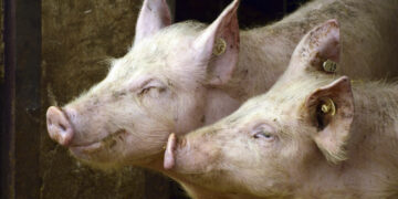 Αφρικανική Πανώλη των Χοίρων : Ένταξη περιοχών της Π.Ε. Καστοριάς σε καθεστώς απαγορευμένης ζώνης Ι