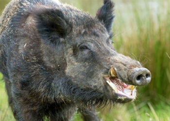 Αγριόχοιρος τραυμάτισε κτηνοτρόφο στο Λιβαδερό – Να ληφθούν μέτρα ζητάει από τους αρμόδιους ο πρόεδρος της Κοινότητας