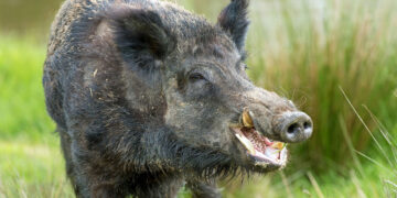 Αγριόχοιρος τραυμάτισε κτηνοτρόφο στο Λιβαδερό – Να ληφθούν μέτρα ζητάει από τους αρμόδιους ο πρόεδρος της Κοινότητας