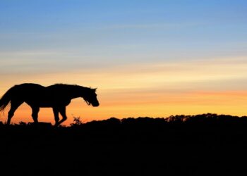 Σοκ στο Πήλιο: Καταγγελία για απόπειρα βιασμού αλόγου από άνδρα