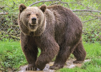 SOS από τα περιστατικά προσέγγισης αρκούδων σε κατοικημένες περιοχές σε Εορδαία και Βόιο