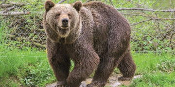 SOS από τα περιστατικά προσέγγισης αρκούδων σε κατοικημένες περιοχές σε Εορδαία και Βόιο