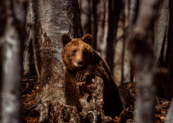Γιώργος: Ο μικρός μαχητής του ΑΡΚΤΟΥΡΟΥ, που βρέθηκε πυροβολημένος και κέρδισε τη μάχη