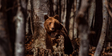 Γιώργος: Ο μικρός μαχητής του ΑΡΚΤΟΥΡΟΥ, που βρέθηκε πυροβολημένος και κέρδισε τη μάχη