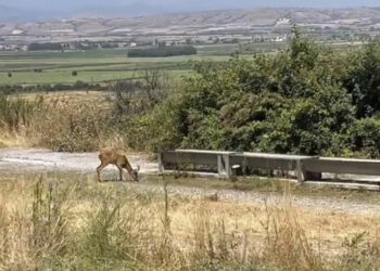 Ασβεστόπετρα: Όμορφες εικόνες από ζαρκάδι που πίνει νερό(βίντεο)