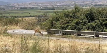 Ασβεστόπετρα: Όμορφες εικόνες από ζαρκάδι που πίνει νερό(βίντεο)