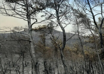 Τραγωδία δίχως τέλος στη Δαδιά: Βρέθηκαν ακόμα 8 απανθρακωμένα πτώματα μεταναστών – 26 σοροί συνολικά