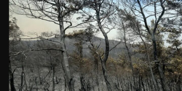 Τραγωδία δίχως τέλος στη Δαδιά: Βρέθηκαν ακόμα 8 απανθρακωμένα πτώματα μεταναστών – 26 σοροί συνολικά