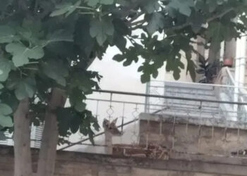 Καστοριά: Ελαφάκι τριγυρίζει στην πόλη (βίντεο)