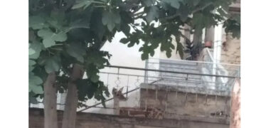 Καστοριά: Ελαφάκι τριγυρίζει στην πόλη (βίντεο)