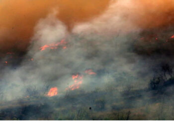 Πρωτοφανής οικολογική καταστροφή στη Δαδιά: Ζήτημα επιβίωσης του νότιου Έβρου, «θα χρειαστούν δεκαετίες…»