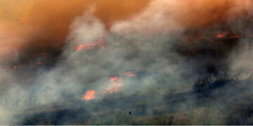 Πρωτοφανής οικολογική καταστροφή στη Δαδιά: Ζήτημα επιβίωσης του νότιου Έβρου, «θα χρειαστούν δεκαετίες…»