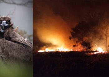 ΠΥΡΚΑΓΙΕΣ: Ασύλληπτη και η οικολογική καταστροφή στον Έβρο