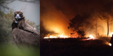 ΠΥΡΚΑΓΙΕΣ: Ασύλληπτη και η οικολογική καταστροφή στον Έβρο