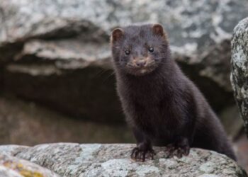 Καστοριά: Μινκ κολυμπούν στη λίμνη – Βίντεο