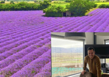 Ν. Μαλίνης (Herbs & Oils): «Κακή η χρονιά στη λεβάντα λόγω των καιρικών συνθηκών, αλλά καλύτερη η ποιότητα από πέρυσι»