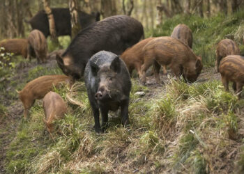 Π.Ε. Κοζάνης: Ανέλαβαν ήδη δράση οι ομάδες δίωξης αγριόχοιρων