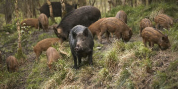 Π.Ε. Κοζάνης: Ανέλαβαν ήδη δράση οι ομάδες δίωξης αγριόχοιρων