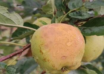 Μεσόβουνο Εορδαίας: Καταστροφές σε μηλοκαλλιέργειες από το ολιγόλεπτο αλλά έντονο χαλάζι