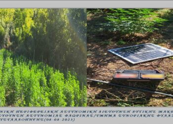 Δάσος από 397  δενδρύλλια κάνναβης σε δύσβατη δασική περιοχή της Καβάλας καλλιεργούσαν 3 άτομα στην Καβάλα