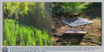 Δάσος από 397  δενδρύλλια κάνναβης σε δύσβατη δασική περιοχή της Καβάλας καλλιεργούσαν 3 άτομα στην Καβάλα