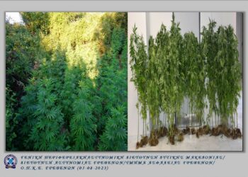 Γρεβενά: Συνελήφθη 67χρονος ημεδαπός για καλλιέργεια -75- δενδρυλλίων κάνναβης