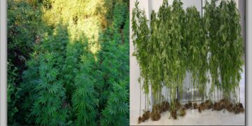 Γρεβενά: Συνελήφθη 67χρονος ημεδαπός για καλλιέργεια -75- δενδρυλλίων κάνναβης