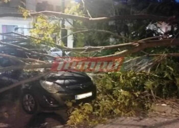 Απίστευτο περιστατικό στην Πάτρα: Δέντρο έπεσε πάνω σε γυναίκα ενώ περίμενε να πάρει το παιδί της από το φροντιστήριο