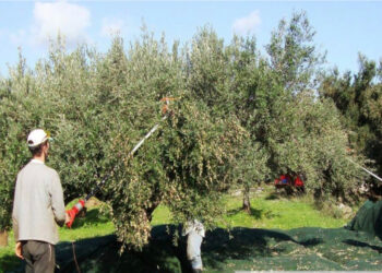 Κρήτη: Εν αναμονή των 500 εργατών γης από την Δυτική Μακεδονία