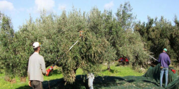 Κρήτη: Εν αναμονή των 500 εργατών γης από την Δυτική Μακεδονία