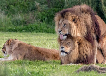 Gay άνδρες & Lesbian γυναίκες! Homosexuals, ομοφυλόφιλοι δηλαδή! – Γράφει ο Ρουσσάκης Σαρ. Πολυχρόνης