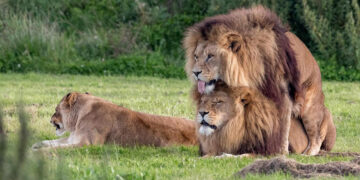 Gay άνδρες & Lesbian γυναίκες! Homosexuals, ομοφυλόφιλοι δηλαδή! – Γράφει ο Ρουσσάκης Σαρ. Πολυχρόνης