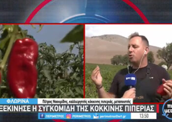 Ξεκίνησε στα χωράφια η συγκομιδή της περίφημης “πιπεριάς Φλωρίνης” – Τι λέει ο Πέτρος Ναουμίδης στην ΕΡΤ3 (video)