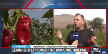 Ξεκίνησε στα χωράφια η συγκομιδή της περίφημης “πιπεριάς Φλωρίνης” – Τι λέει ο Πέτρος Ναουμίδης στην ΕΡΤ3 (video)