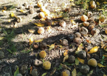 Άμεση λύση για τις ζημιές σε ροδάκινα και νεκταρίνια από τις βροχοπτώσεις ζητούν οι παραγωγοί από τον κάμπο της Βεγορίτιδας