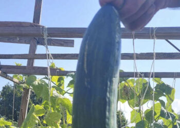 Αγγούρι ΓΙΓΑΣ σε αγρόκτημα της Πτολεμαΐδας! (της Κούλας Πουλασιχίδου)