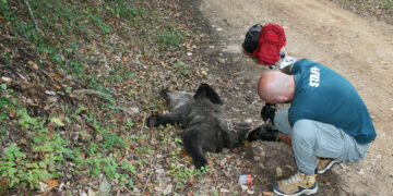 Ξινό Νερό: Λαθροκυνηγός σκότωσε αρκουδάκι