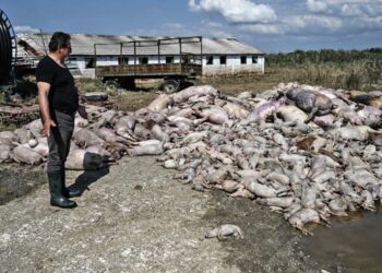 Εικόνες ‑ σοκ από τον θεσσαλικό κάμπο ‑ «Βουνό» τα νεκρά ζώα μετά τις πλημμύρες