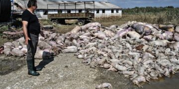 Εικόνες ‑ σοκ από τον θεσσαλικό κάμπο ‑ «Βουνό» τα νεκρά ζώα μετά τις πλημμύρες