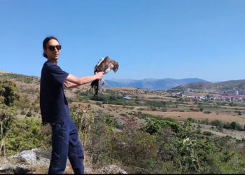 Καστοριά: Απελευθερώθηκε στη φύση ο τραυματισμένος φιδαετός (video)