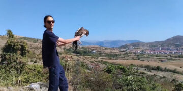 Καστοριά: Απελευθερώθηκε στη φύση ο τραυματισμένος φιδαετός (video)