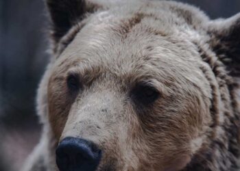 Φθιώτιδα: Επίθεση αρκούδας σε βοσκό – Τον τραυμάτισε σοβαρά στο πρόσωπο