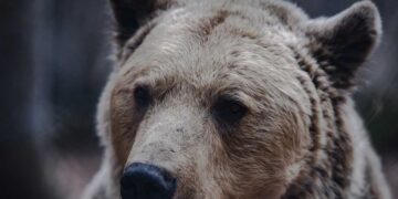 Φθιώτιδα: Επίθεση αρκούδας σε βοσκό – Τον τραυμάτισε σοβαρά στο πρόσωπο