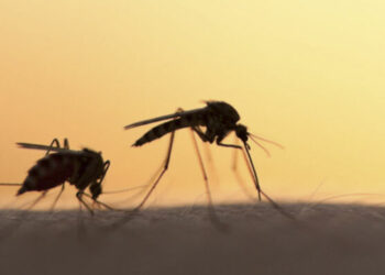 Κοζάνη: Εκδήλωση για την προστασία από τα κουνούπια την Τετάρτη 13/09 στην κεντρική πλατεία