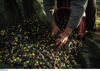 Γιατί δεν μπαίνει πλαφόν στην τιμή στο ελαιόλαδο