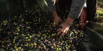 Γιατί δεν μπαίνει πλαφόν στην τιμή στο ελαιόλαδο